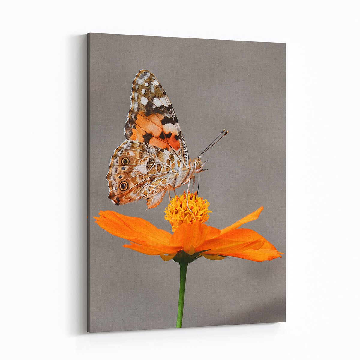 Canvas701 | Çiçekli Kelebek Kanvas Tablo - 